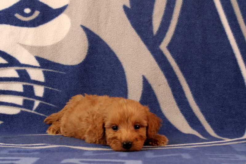 puppy, for, sale, Mini Goldendoodle F2B, Matthew B. Stoltzfus, dog, breeder, Gap, PA, dog-breeder, puppy-for-sale, forsale, nearby, find, puppyfind, locator, puppylocator, aca